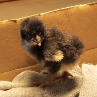photo of baby chicken