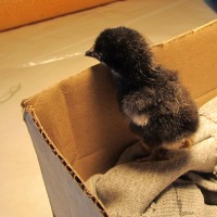 photo of baby chick