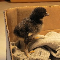 photo of chick chick